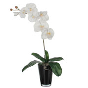 Plante Artificielle - Phalaenopsis Blanc - MICA